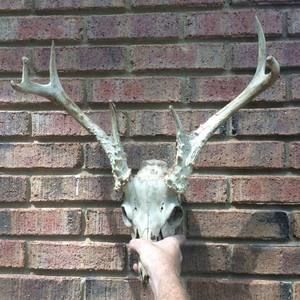 Meet your Posher, Leonard